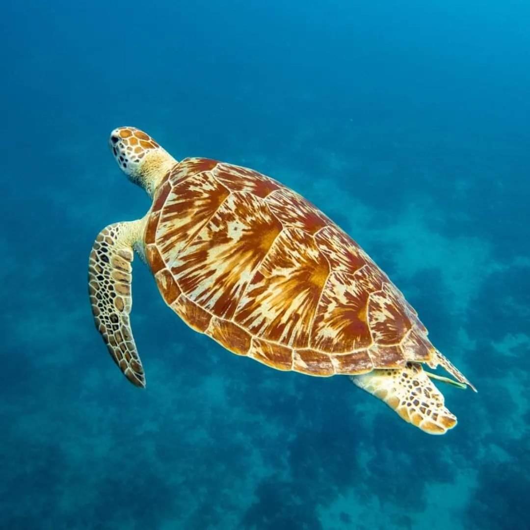 Gili Lumbung Bungalow Гили Еър Екстериор снимка